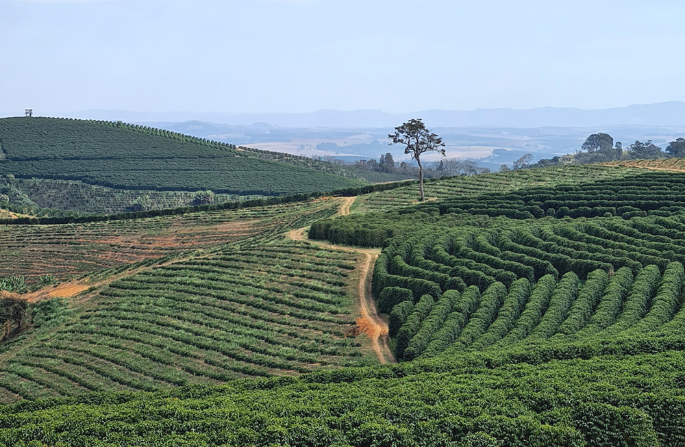 Piantagione di caffè vista dall'alto